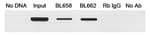 Binding of MafA to the enhancer region of the endogenous insulin gene.