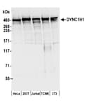 Detection of human and mouse DYNC1H1 by western blot.