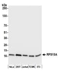Detection of human and mouse RPS15A by western blot.
