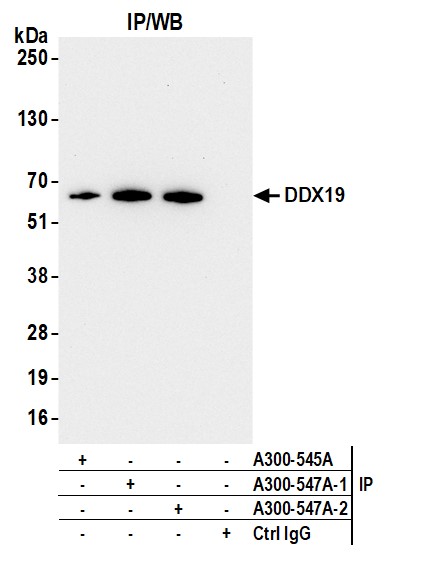 Detection of human DDX19 by western blot of immunoprecipitates.