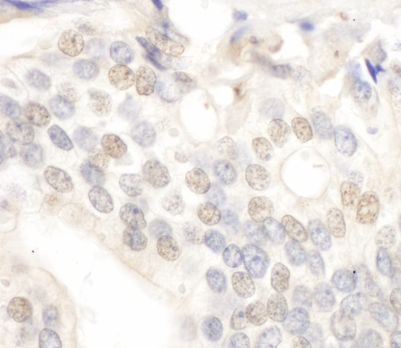 Rabbit anti-E2F4 IHC Antibody