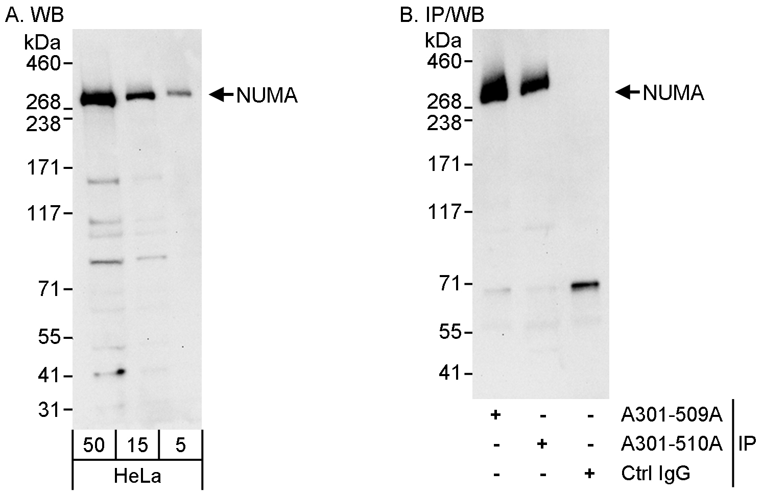 Detection of human NUMA by western blot and immunoprecipitation.