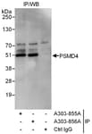 Detection of human PSMD4 by western blot of immunoprecipitates.