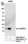 Detection of human C19ORF33 by western blot of immunoprecipitates.