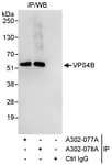 Detection of human VPS4B by western blot of immunoprecipitates.