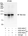 Detection of human TBC1D2 by western blot of immunoprecipitates.