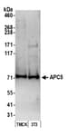 Detection of mouse APC5 by western blot.