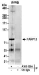 Detection of human PARP12 by western blot of immunoprecipitates.