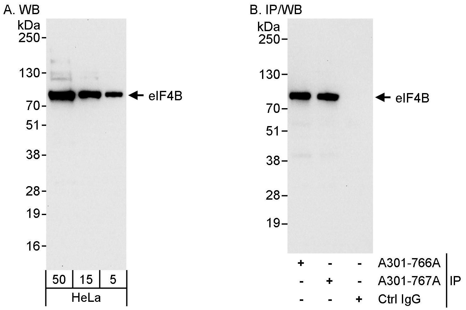 Detection of human eIF4B by western blot and immunoprecipitation.