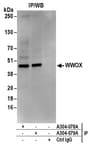 Detection of human WWOX by western blot of immunoprecipitates.