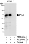 Detection of human EYA3 by western blot of immunoprecipitates.