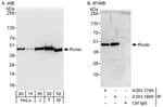 Detection of human and mouse Ronin by western blot (h and m) and immunoprecipitation (h).