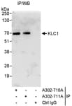 Detection of human KLC1 by western blot of immunoprecipitates.
