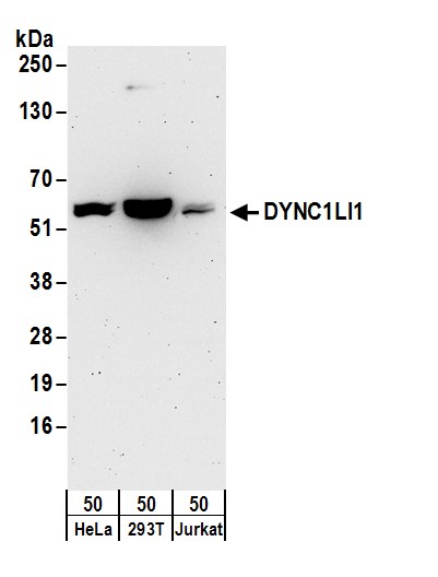 Detection of human DYNC1LI1 by western blot.