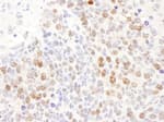 Detection of mouse DCK by immunohistochemistry.