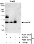 Detection of human ANKZF1 by western blot of immunoprecipitates.