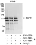 Detection of human GCFC1 by western blot of immunoprecipitates.