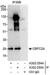 Detection of human OBFC2A by western blot of immunoprecipitates.
