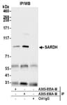 Detection of human SARDH by western blot of immunoprecipitates.
