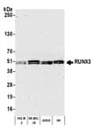 Detection of human RUNX3 by western blot.