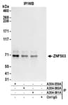 Detection of human ZNF503 by western blot of immunoprecipitates.