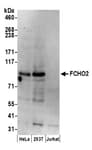 Detection of human FCHO2 by western blot.
