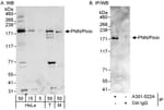 Detection of human and mouse PNN/Pinin by western blot (h&amp;m) and immunoprecipitation (h).