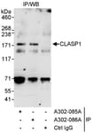 Detection of human CLASP1 by western blot of immunoprecipitates.