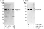 Detection of human DDX56 by western blot and immunoprecipitation.
