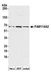 Detection of human FAM114A2 by western blot.