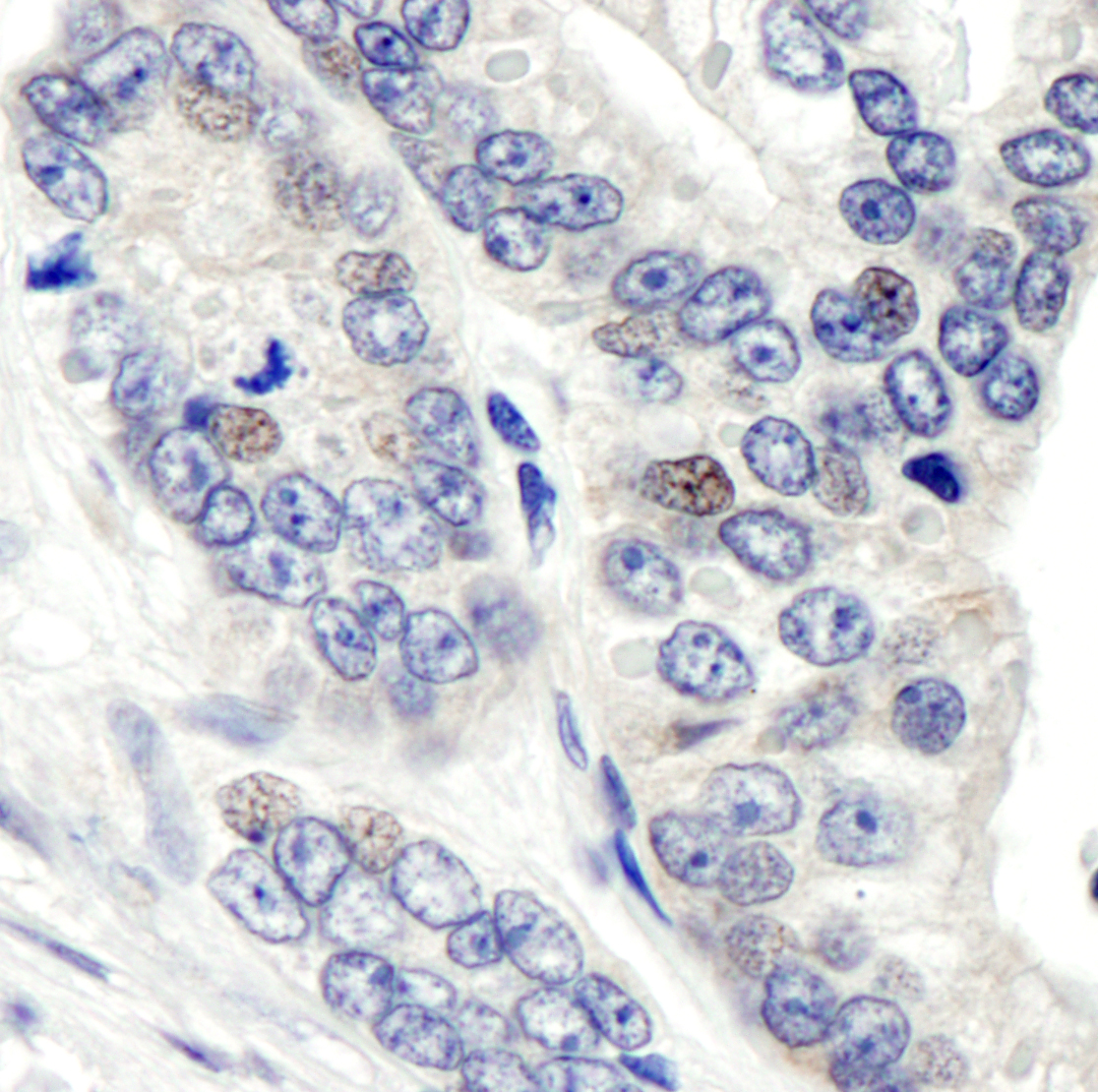 Rabbit anti-CSN1 Antibody Affinity Purified, image 3