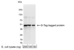 Detection of S-Tag-tagged protein by western blot.