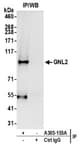 Detection of human GNL2 by western blot of immunoprecipitates.