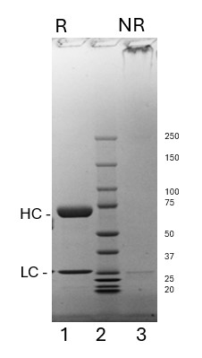 Purified Recombinant Human IgM, lambda