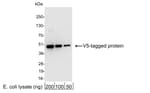 Detection of V5-tagged protein by western blot.