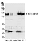 Detection of human and mouse GP130/CD130 by western blot.