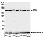 Detection of human BRD4 by western blot.