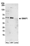 Detection of human SMAP1 by western blot.