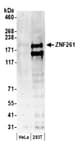 Detection of human ZNF261 by western blot.