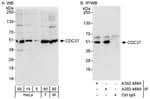 Detection of human and mouse CDC37 by western blot (h&amp;m) and immunoprecipitation (h).