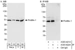 Detection of human and mouse Flotillin-1 by western blot (h and m) and immunoprecipitation (h).