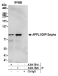 Detection of human APPL1/DIP13alpha by western blot of immunoprecipitates.