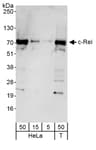 Detection of human c-Rel by western blot.