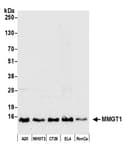 Detection of mouse MMGT1 by western blot.