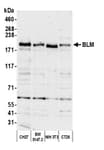 Detection of mouse BLM by western blot.