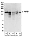 Detection of human and mouse RBM27 by western blot.