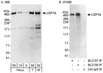 Detection of human and mouse USP34 by western blot (h&amp;m) and immunoprecipitation (h).