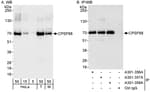 Detection of human and mouse CPSF68 by western blot (h&amp;m) and immunoprecipitation (h).