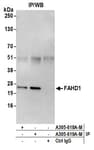 Detection of human FAHD1 by western blot of immunoprecipitates.