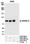 Detection of human GRAMD1A by western blot of immunoprecipitates.